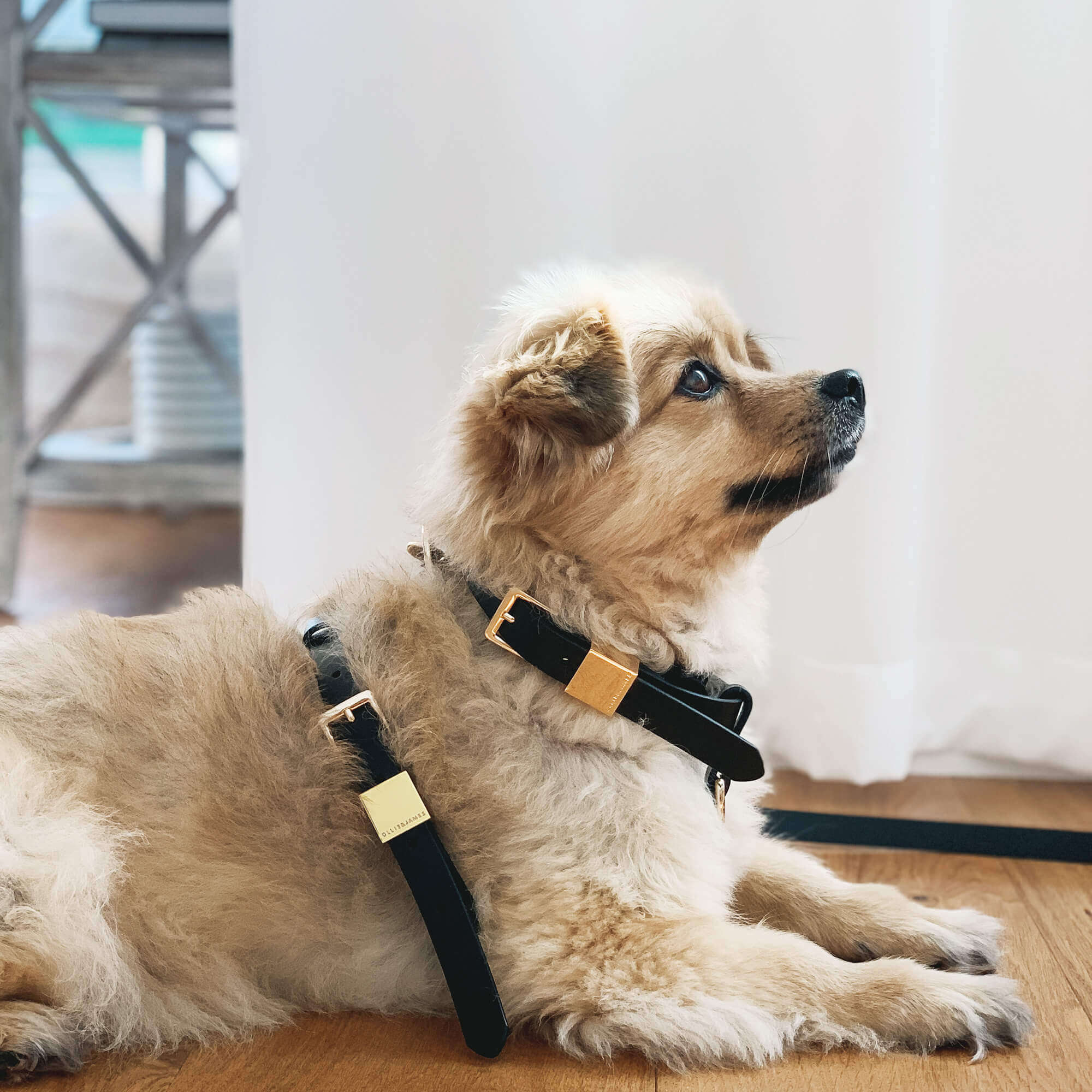 Italian leather best sale dog harness