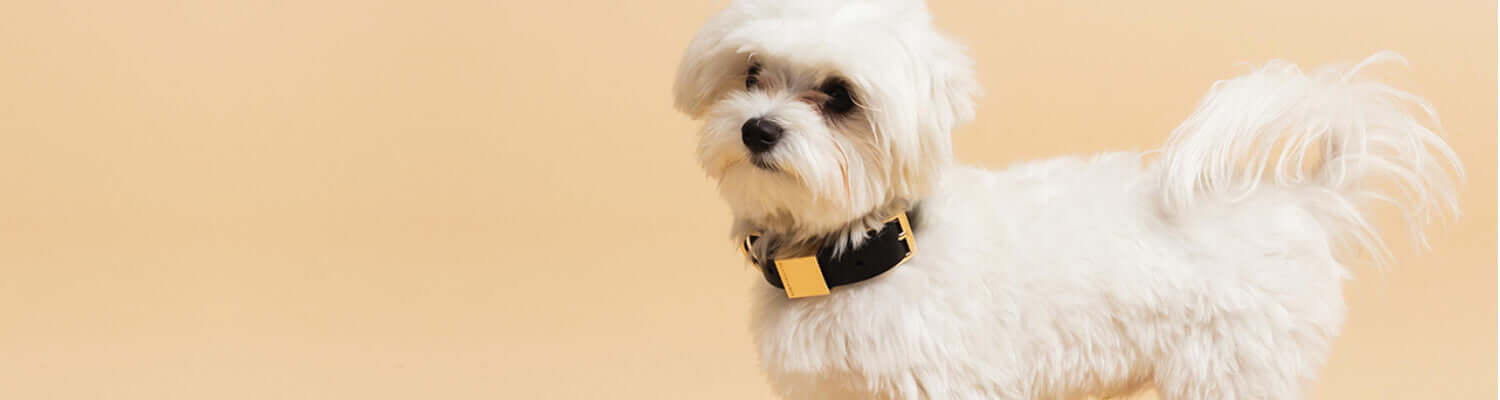Designer Dog Collars, Dog Leads & Accessories – OLLIE & JAMES
