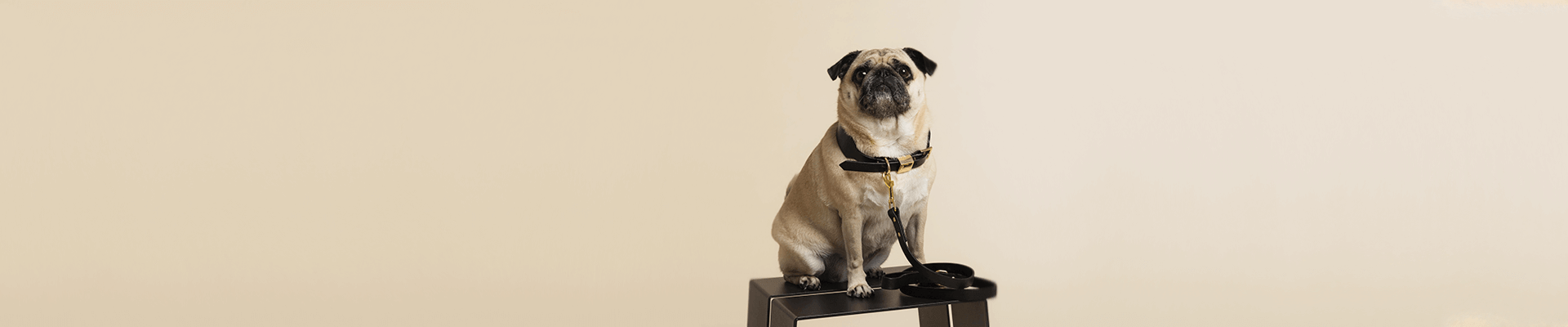Designer Dog Collars, Dog Leads & Accessories – OLLIE & JAMES