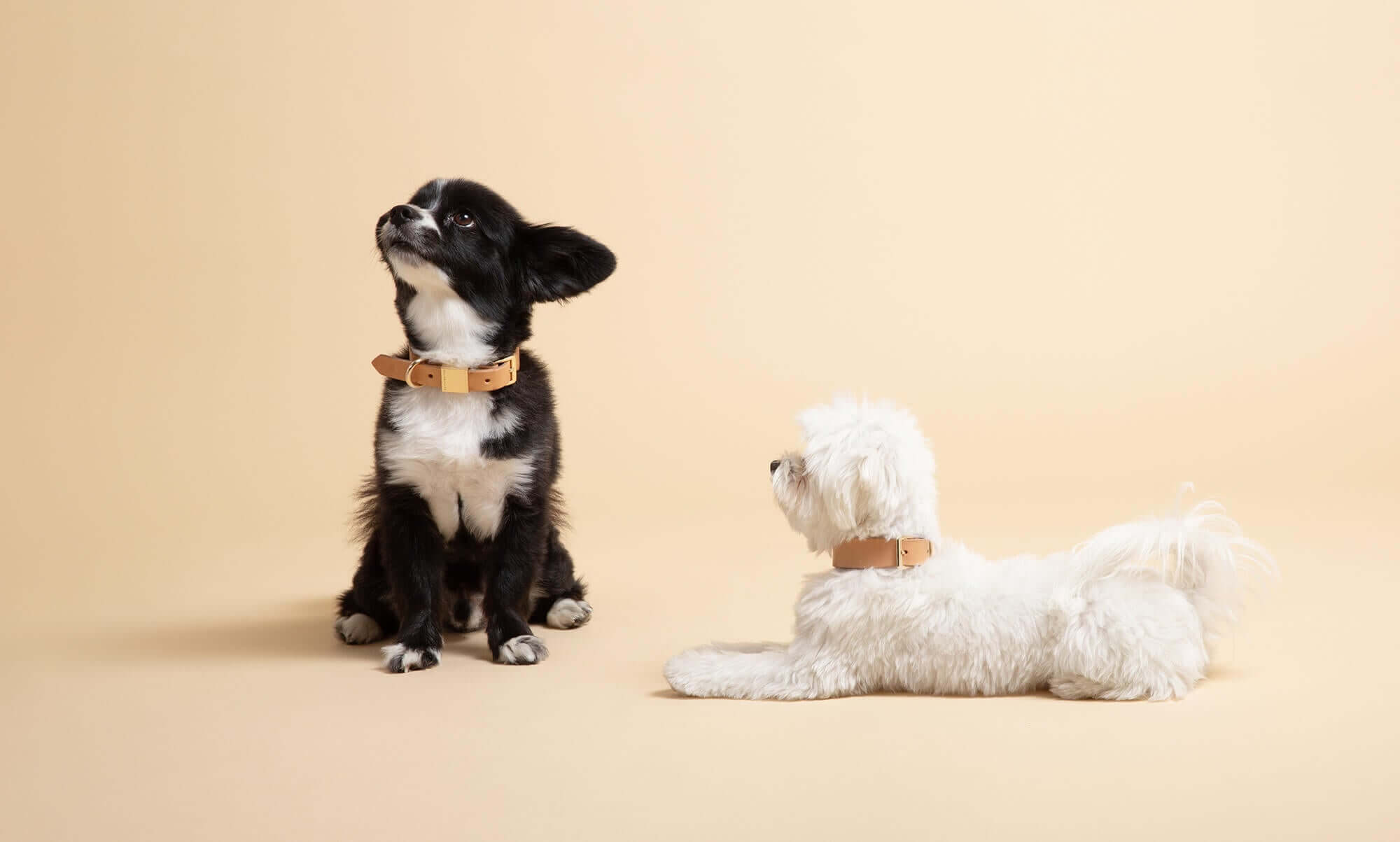 Two small dogs sitting while waring Ollie & James leather dog collars in camel.