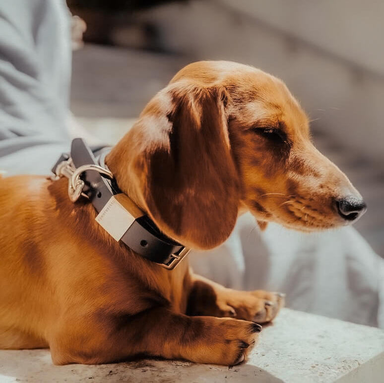 Leather Dog Collar in Sable, Size Extra Small