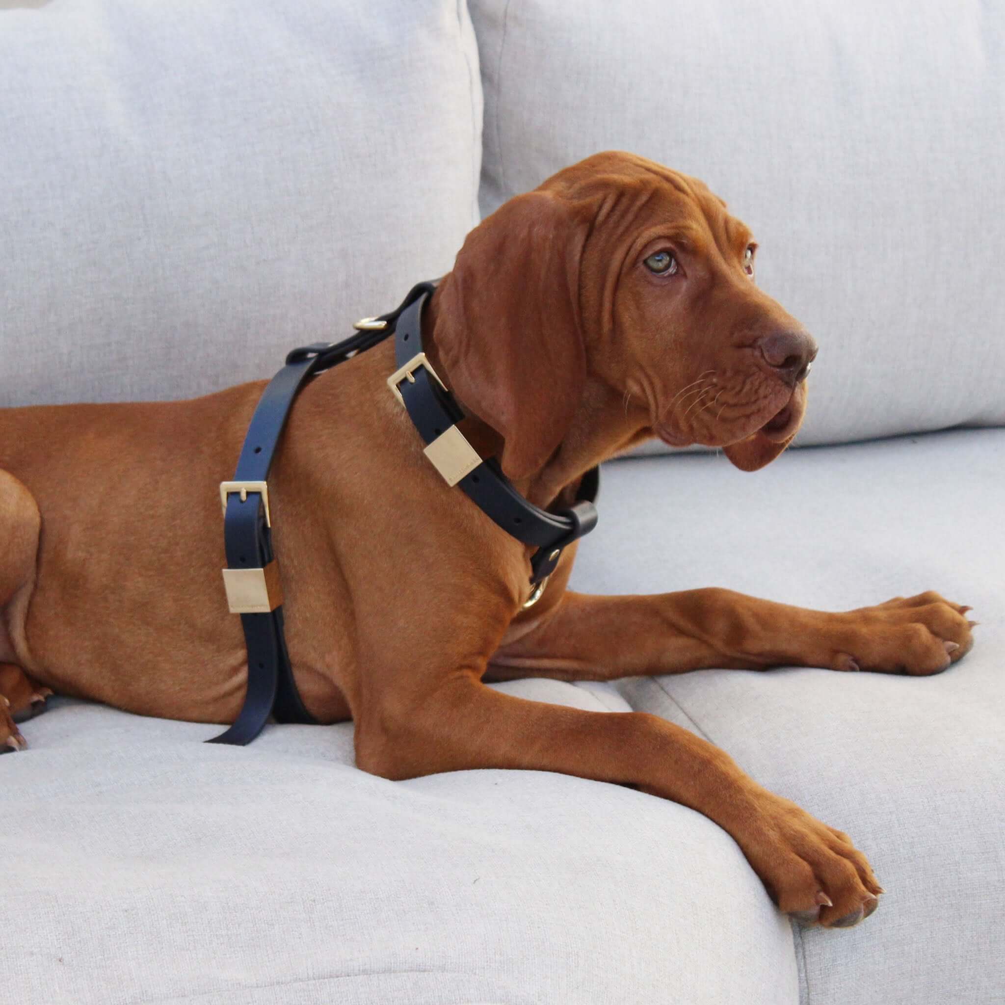 Vizsla waring leather dog harness in ink.