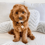 Dog ID Tag - Gold - Personalised - OLLIE & JAMES