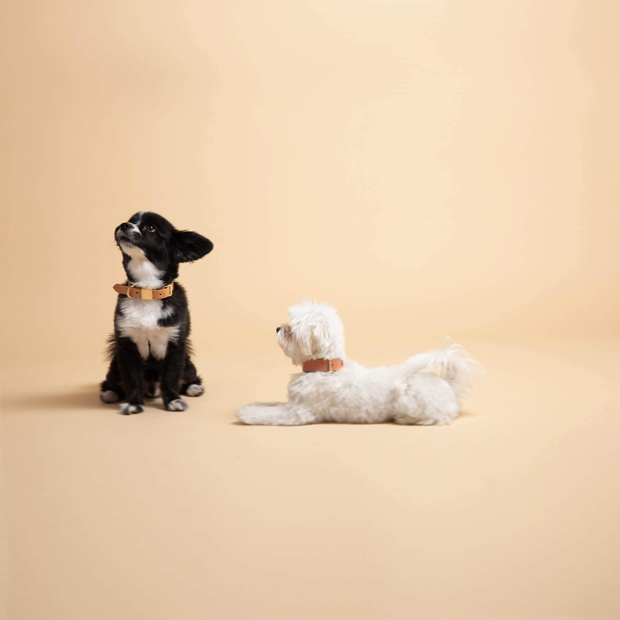 Designer Dog Collars - OLLIE & JAMES
