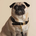 Pug wearing leather collar and leash in sable black.