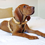 Luxury leather dog harness in camel.