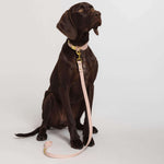 German Shorthaired Pointer dog wearing collar and lead in blush.