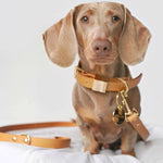 Dachshund wearing leather collar and lead in camel.