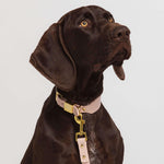 Dog Collar - Blush Pink Leather - Medium - OLLIE & JAMES