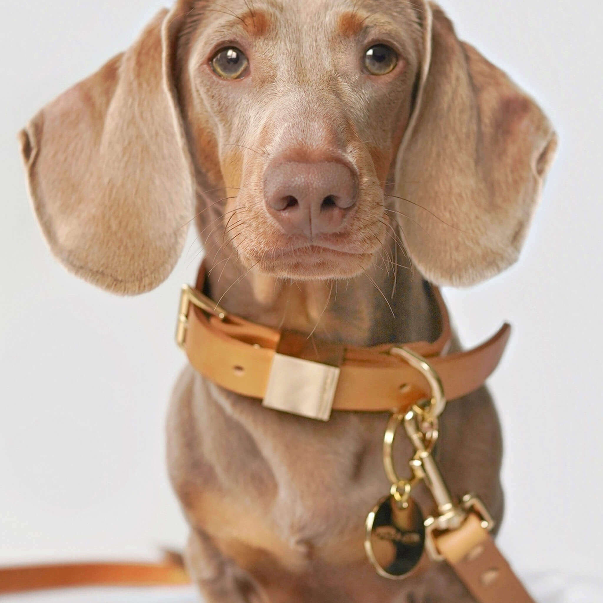 Dog Collar & Lead - Camel - Extra Small - OLLIE & JAMES