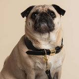 Dog Collar - Sable Black - Medium - OLLIE & JAMES