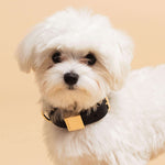 Dog Collar - Sable Black - Extra Small - OLLIE & JAMES