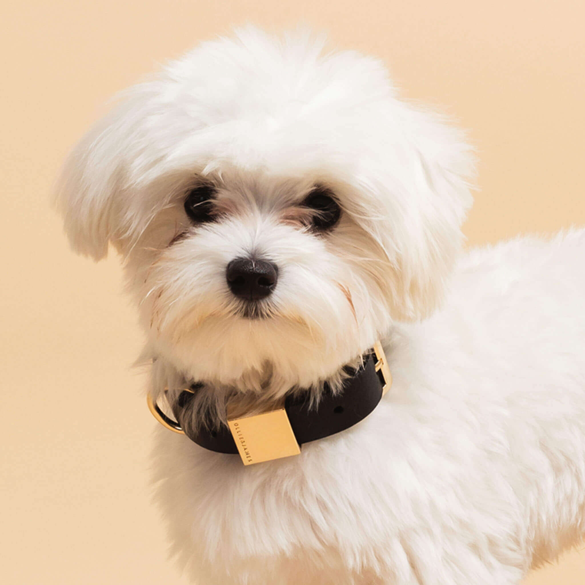 Lv Dog Harness How Do I Make My Puppy Fluffy