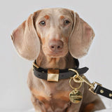 Dog Collar - Sable Black - Extra Small - OLLIE & JAMES