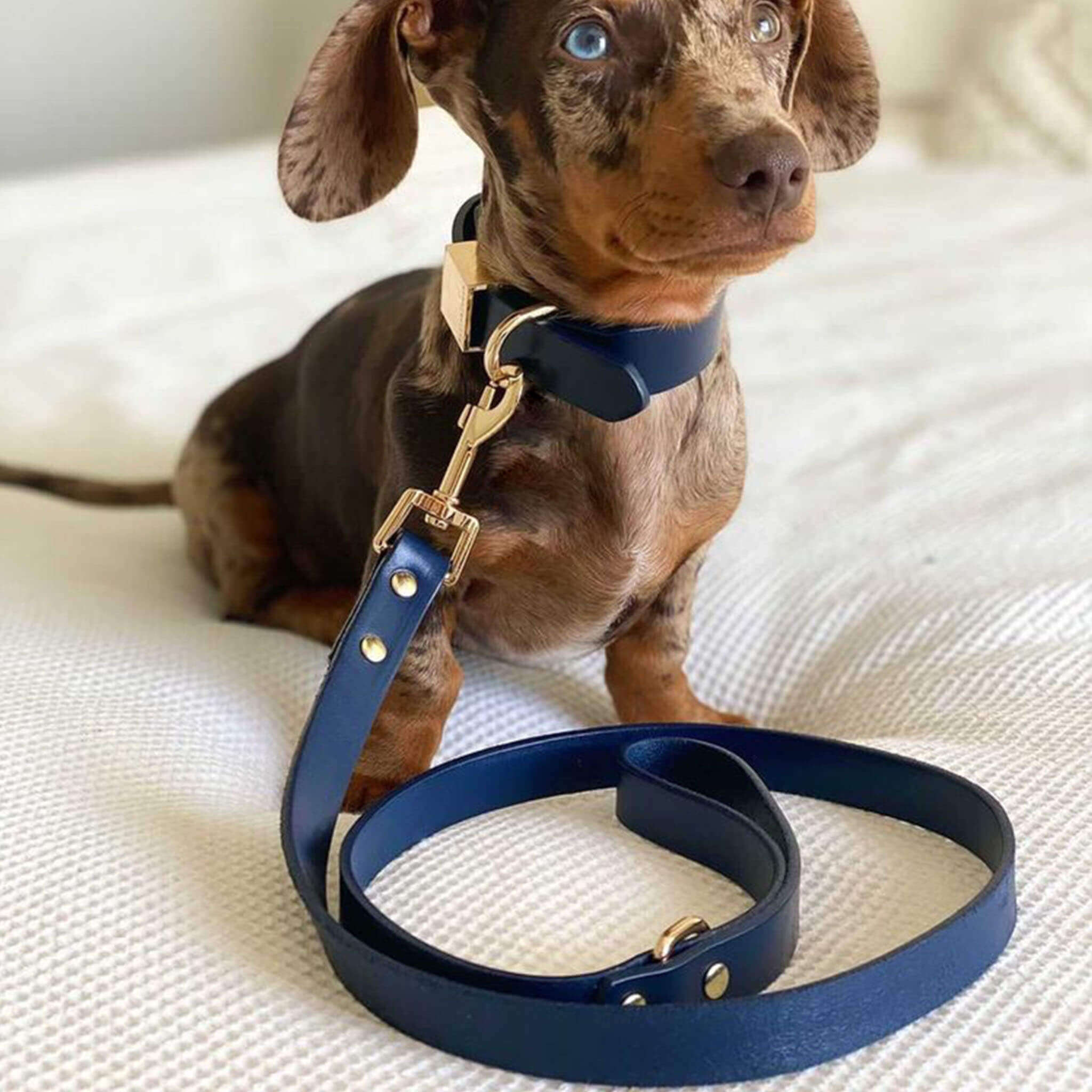 Dog Lead & Collar - Ink Blue - OLLIE & JAMES
