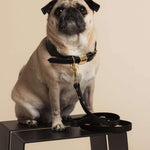 Dog Lead & Collar - Italian Leather - Sable Black - OLLIE & JAMES
